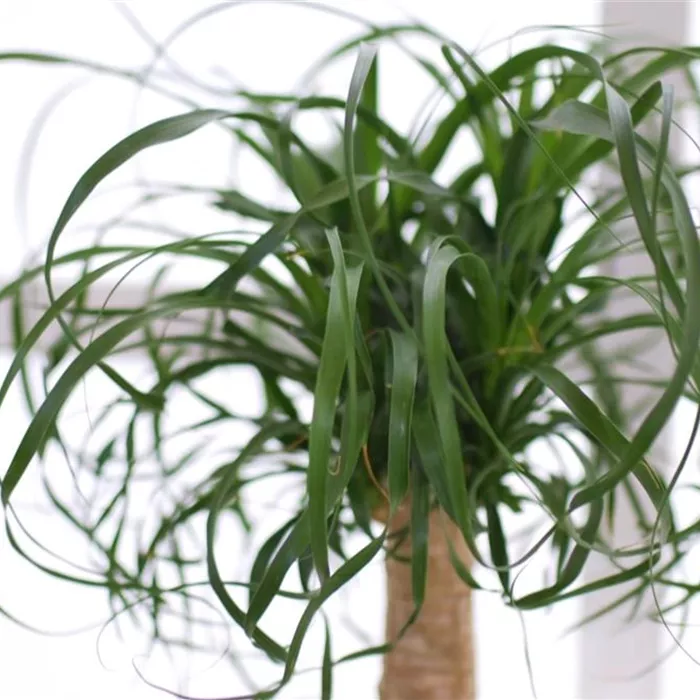 Elefantenfuß - Einpflanzen in ein Gefäß Elefantenfuß - Einpflanzen in ein Gefäß