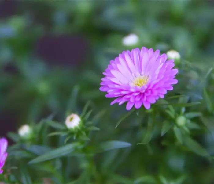 Glattblatt Aster - Einpflanzen im Garten