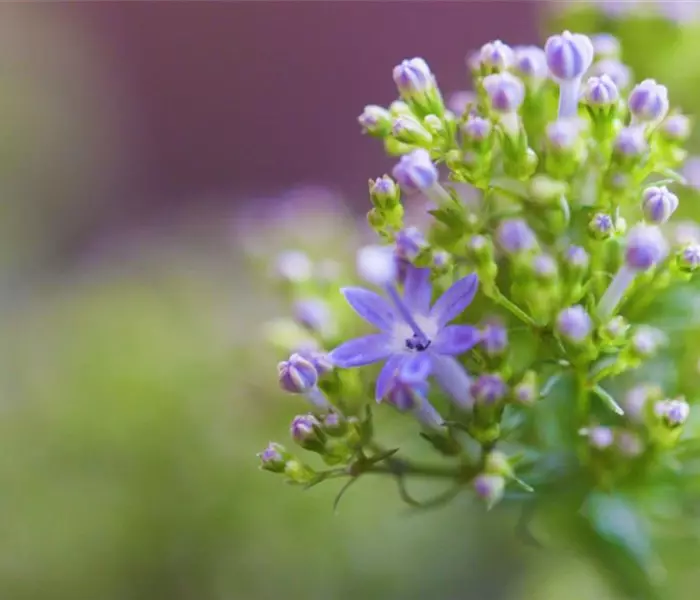 Blaues Halskraut - Einpflanzen im Garten