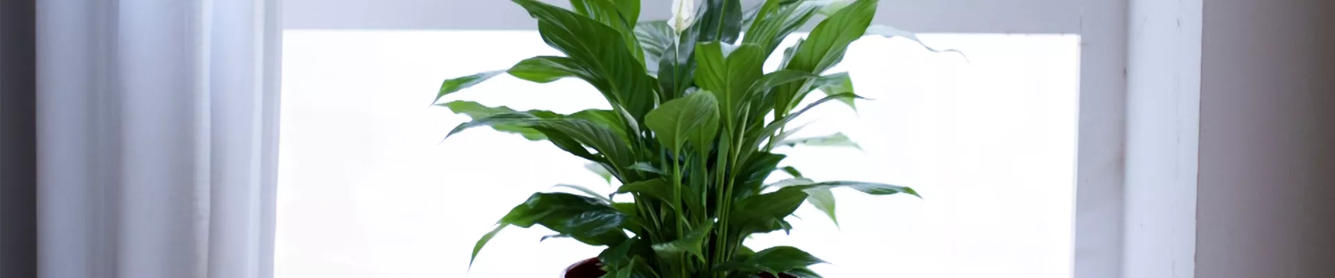 Scheidenblatt - Einpflanzen in ein Gefäß.jpg Scheidenblatt - Einpflanzen in ein Gefäß.jpg