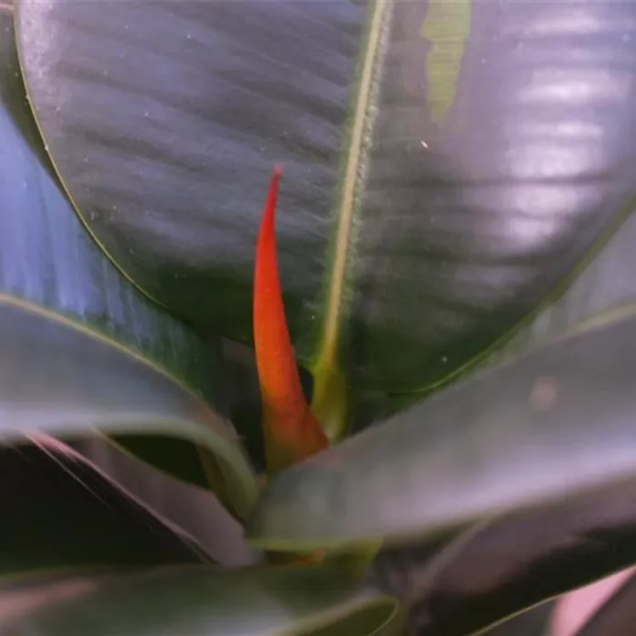 Gummibaum - Umtopfen Gummibaum - Umtopfen