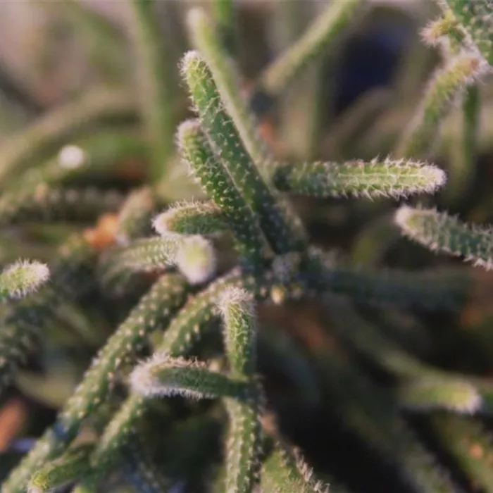 Binsenkaktus - Umtopfen