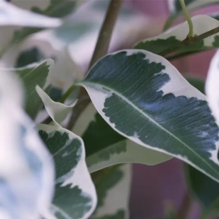 Birkenfeige - Umtopfen