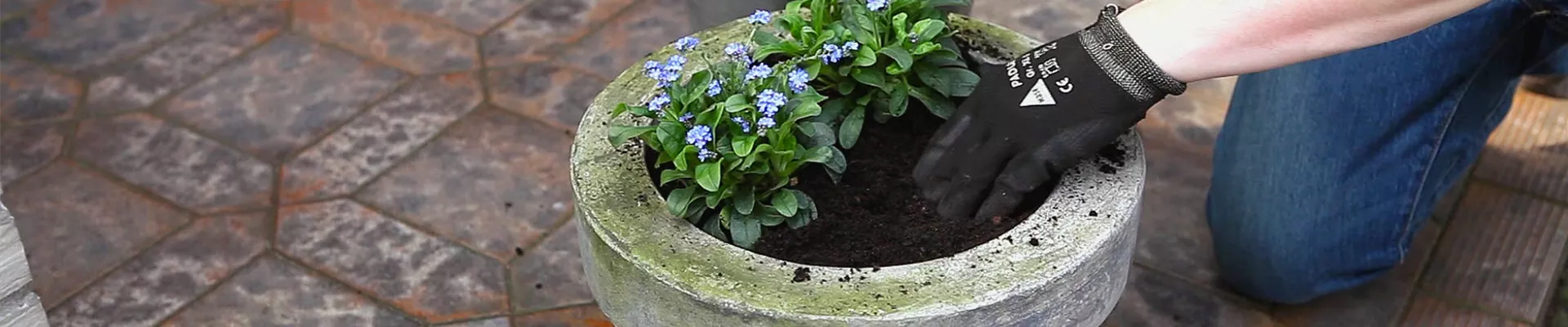 Vergissmeinnicht - Einpflanzen in ein Gefäß (thumbnail).jpg Vergissmeinnicht - Einpflanzen in ein Gefäß (thumbnail).jpg