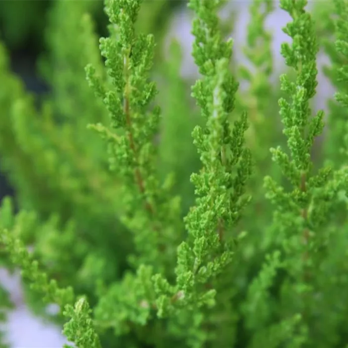 Besenheide - Einpflanzen im Garten