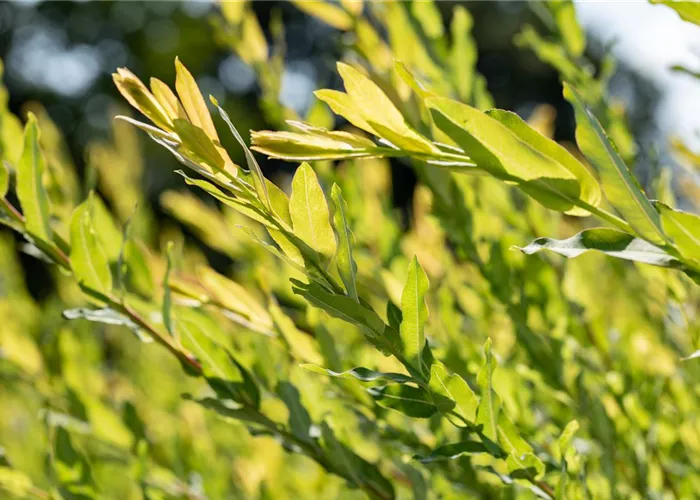 Amberbäume und Silbersomme Amberbäume und Silbersomme