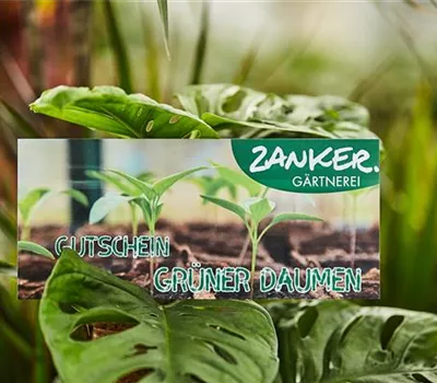 Gutschein zum Abholen oder Versenden Gutschein zum Abholen oder Versenden