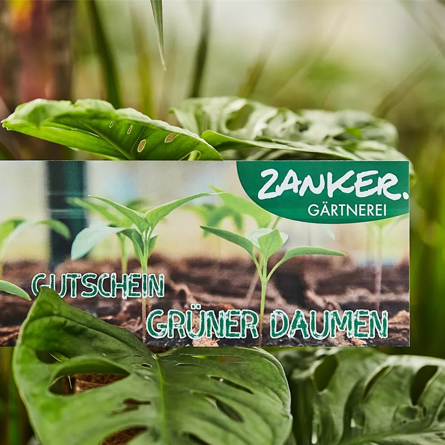 Gutschein zum Abholen oder Versenden Gutschein zum Abholen oder Versenden