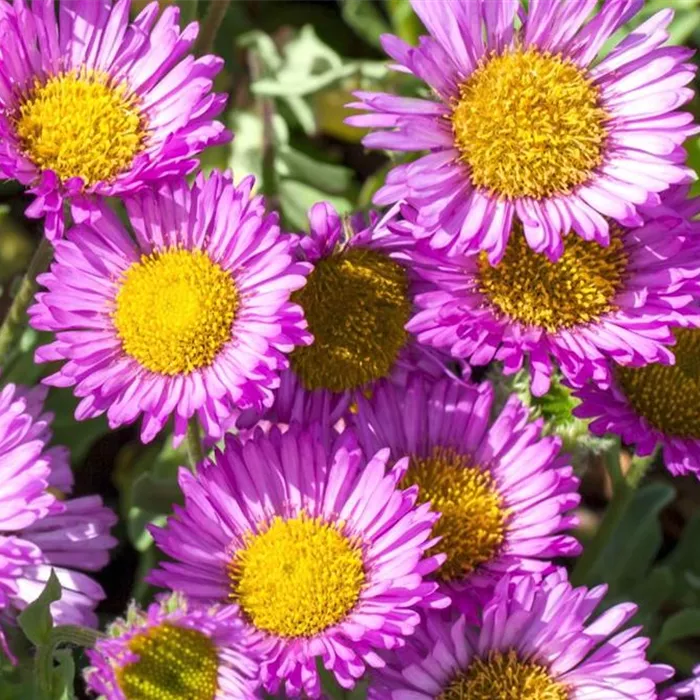 Feinstrahl - Einpflanzen im Garten Feinstrahl - Einpflanzen im Garten