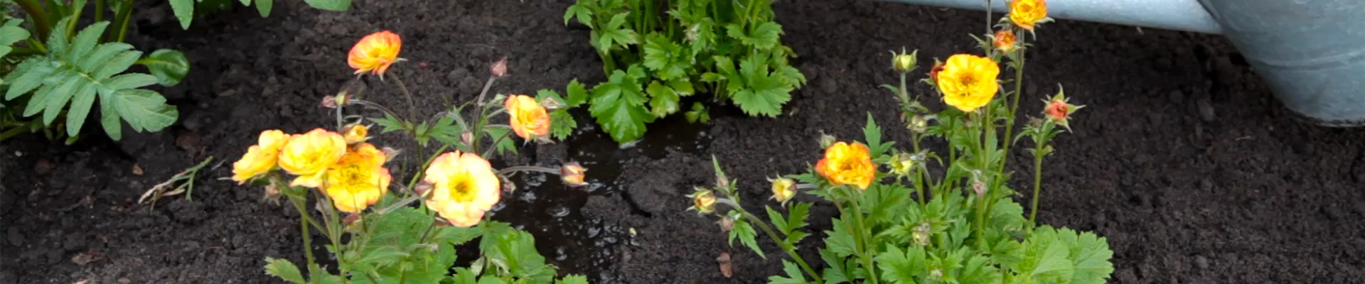 Gartenkalender - Die Gartenarbeit leicht gemacht Gartenkalender - Die Gartenarbeit leicht gemacht