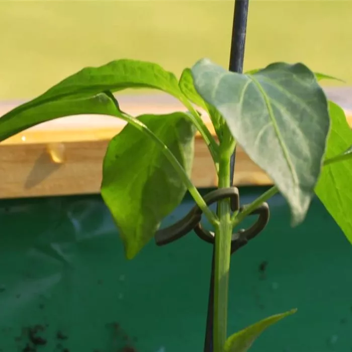 Gemüsepaprika - Einpflanzen im Hochbeet