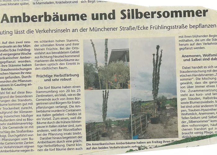 Amberbäume und Silbersomme