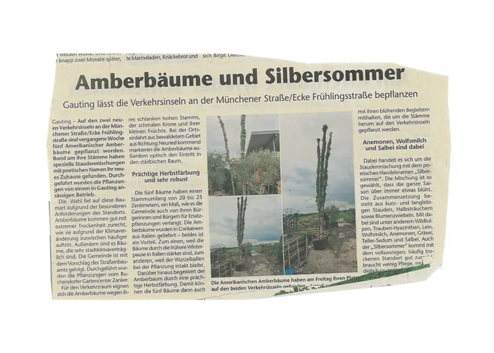 Amberbäume und Silbersomme