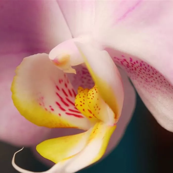 Zimmerpflanzenportrait - Orchidee