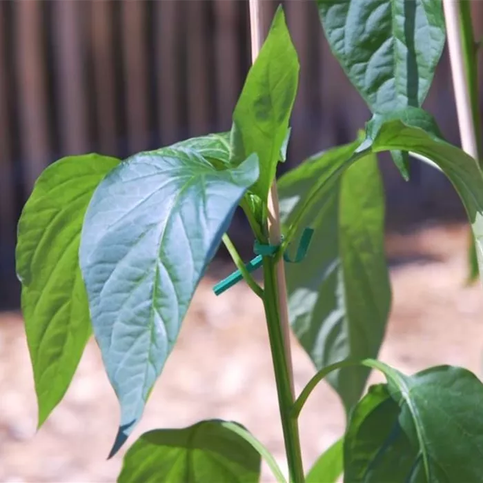 Jalapeno Paprika- Einpflanzen im Gemüsebeet