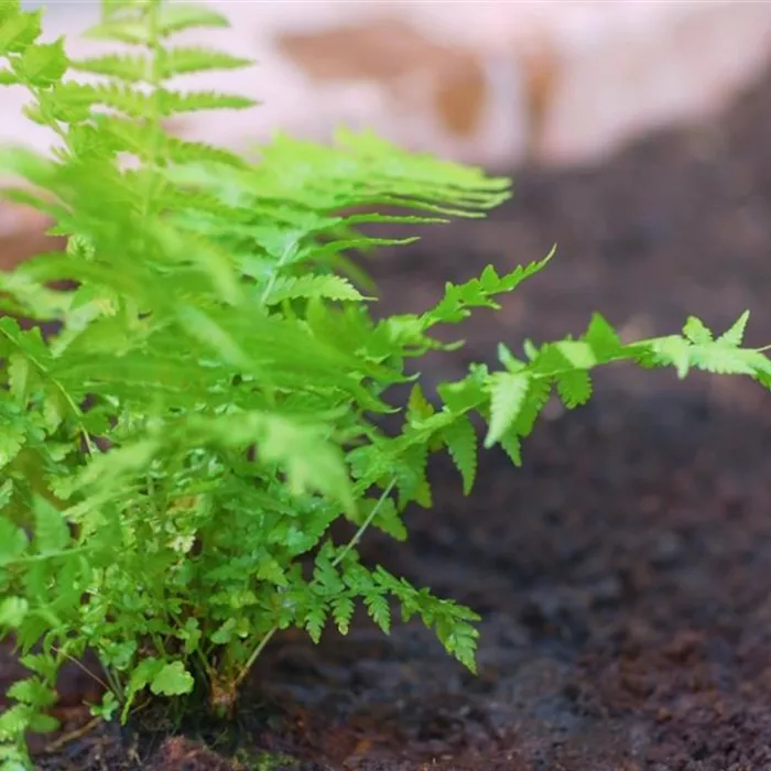 Becherfarn - Einpflanzen im Garten