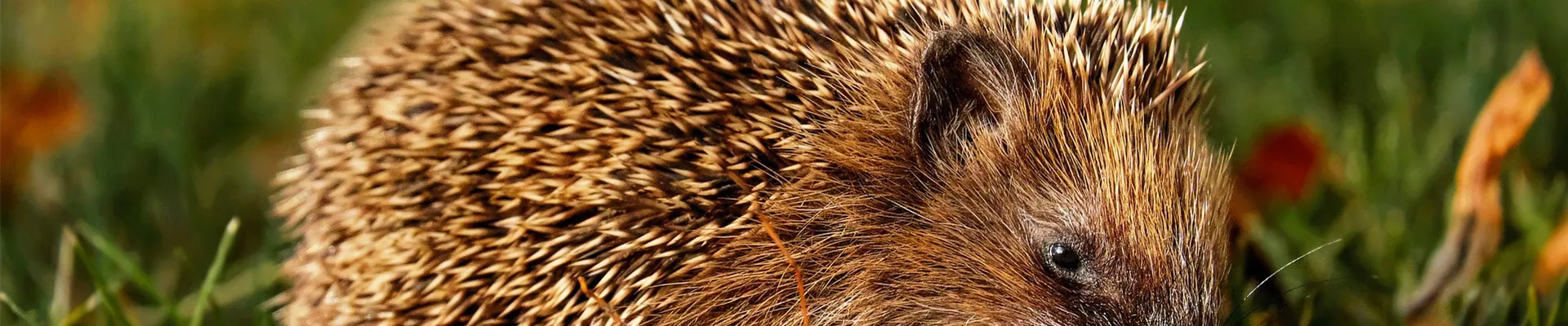 Igel_mit_futter_hedgehog-gb63cf97bd_1920.jpg Igel_mit_futter_hedgehog-gb63cf97bd_1920.jpg