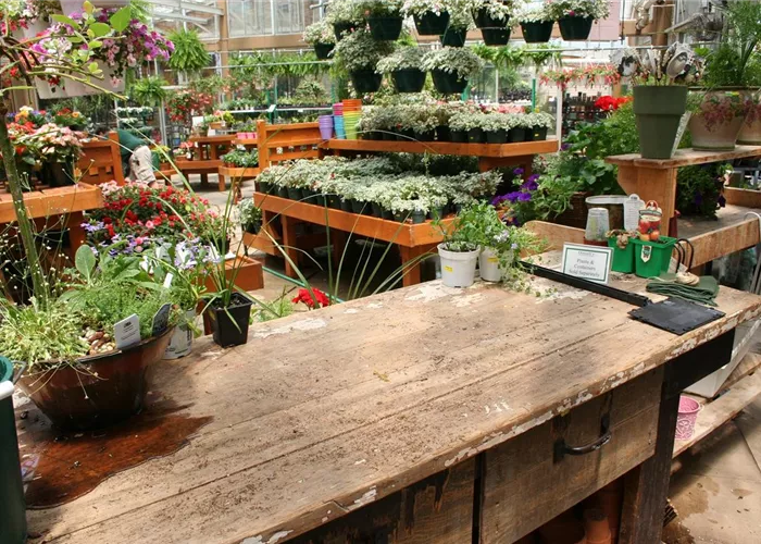 Zimmer Topfpflanzen Zimmer Topfpflanzen