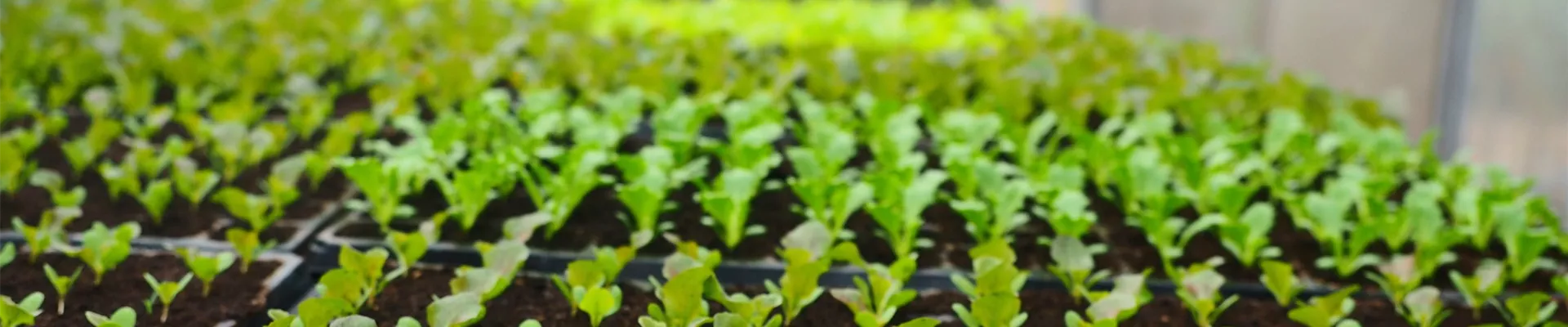 Setzlinge_seedlings-g9db08498e_1920.jpg Setzlinge_seedlings-g9db08498e_1920.jpg