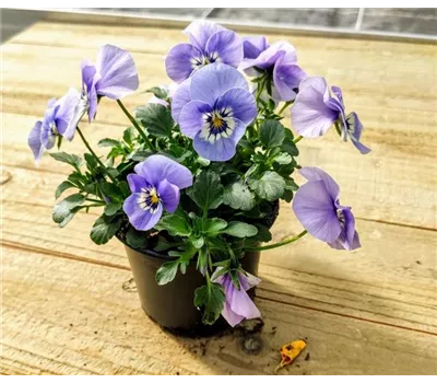 Viola cornuta  Viola cornuta