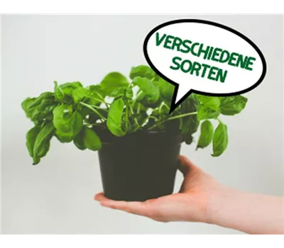 Italienische Kräuter  Italienische Kräuter