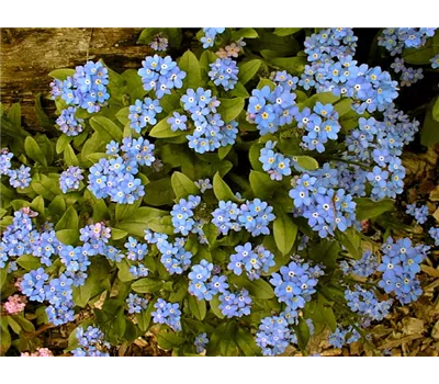 Myosotis Myosotis