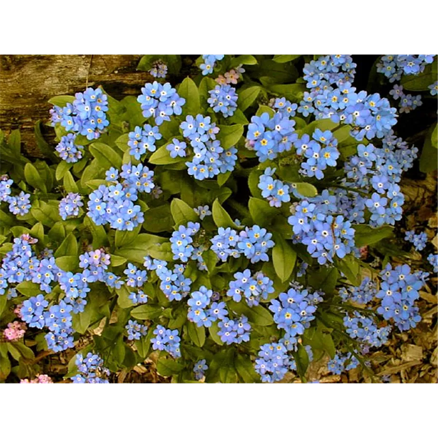 Myosotis