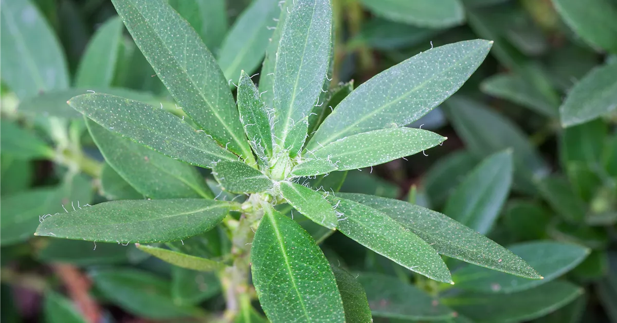 taxus heckenpflanzen Eibe – Taxus baccata (Hecke)
