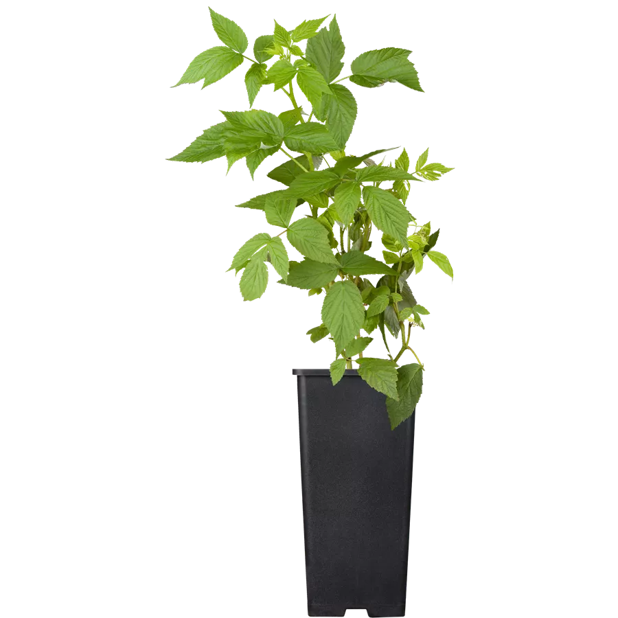 Beerensortiment in Sorten  Beerensortiment in Sorten