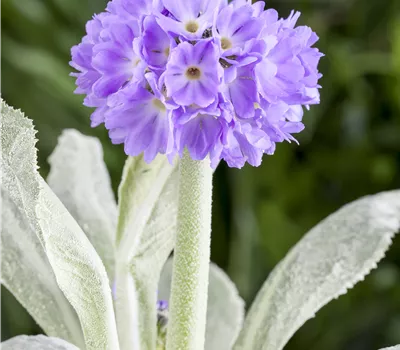 Primula denticulata 