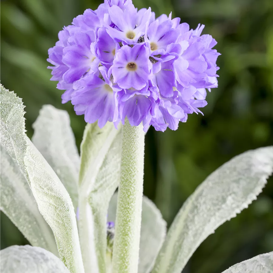 Primula denticulata 