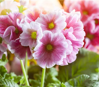 Primula elatior verschiedene Farben