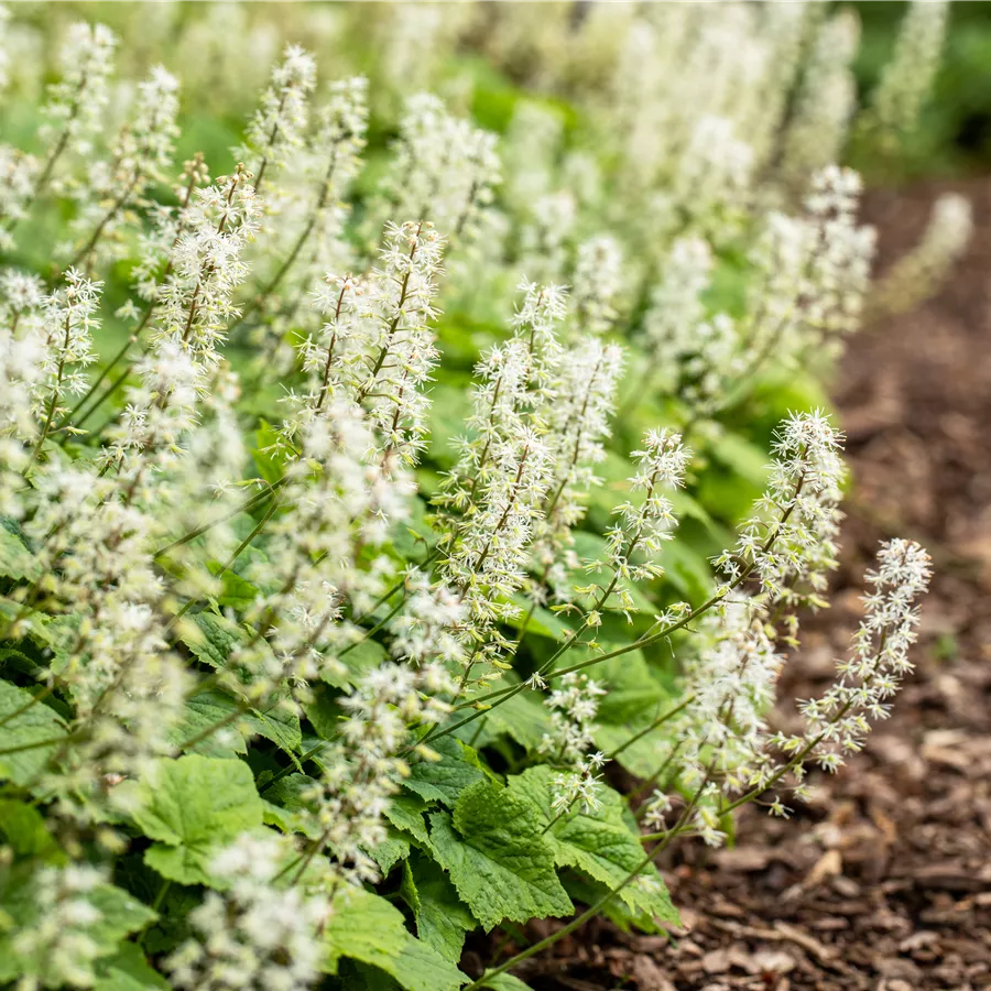 Tiarella 