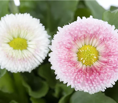 Bellis perennis 
