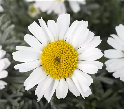 Leucanthemum African Spring