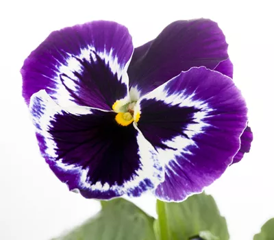 Viola wittrockiana in gemischten Farben