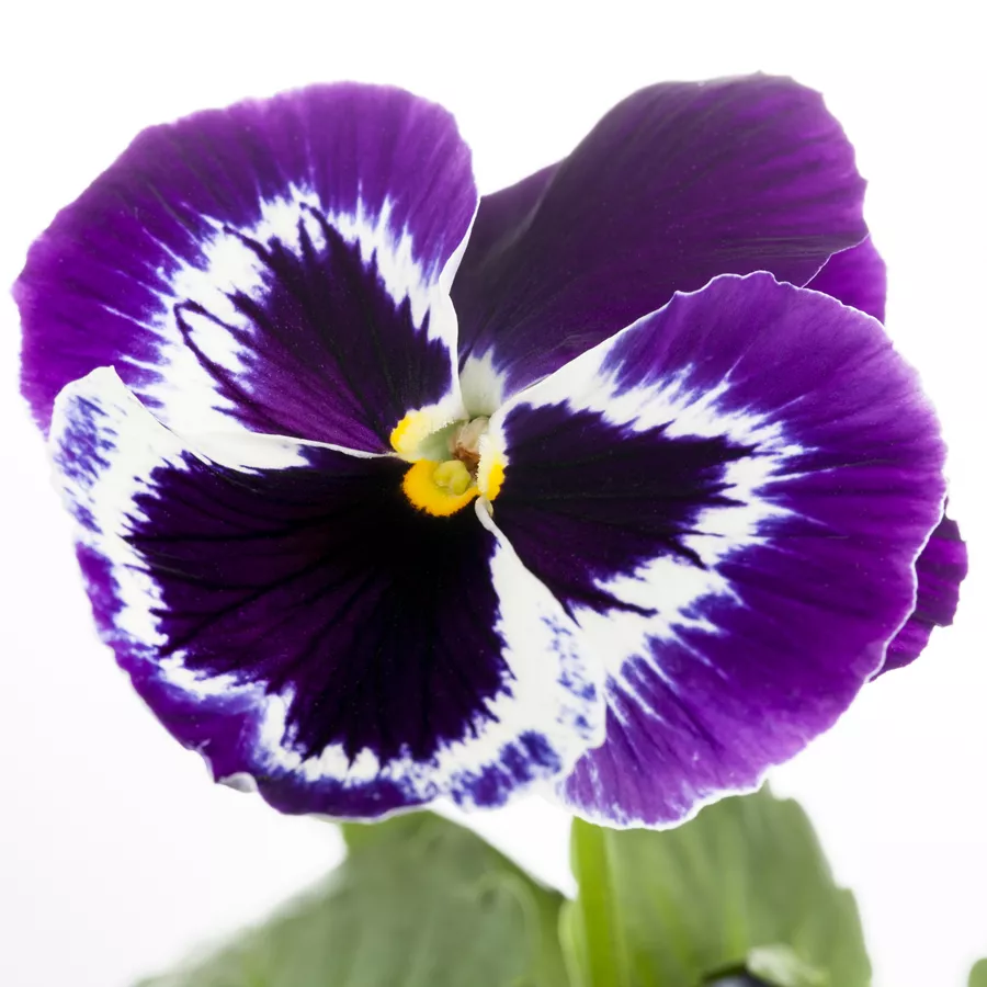 Viola wittrockiana in gemischten Farben