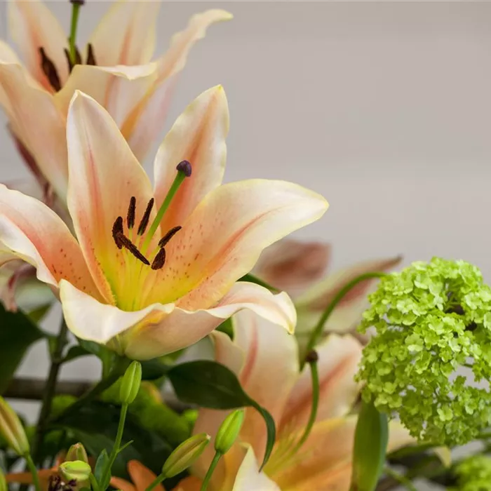 Lilien – Königinnen im Garten Lilien – Königinnen im Garten