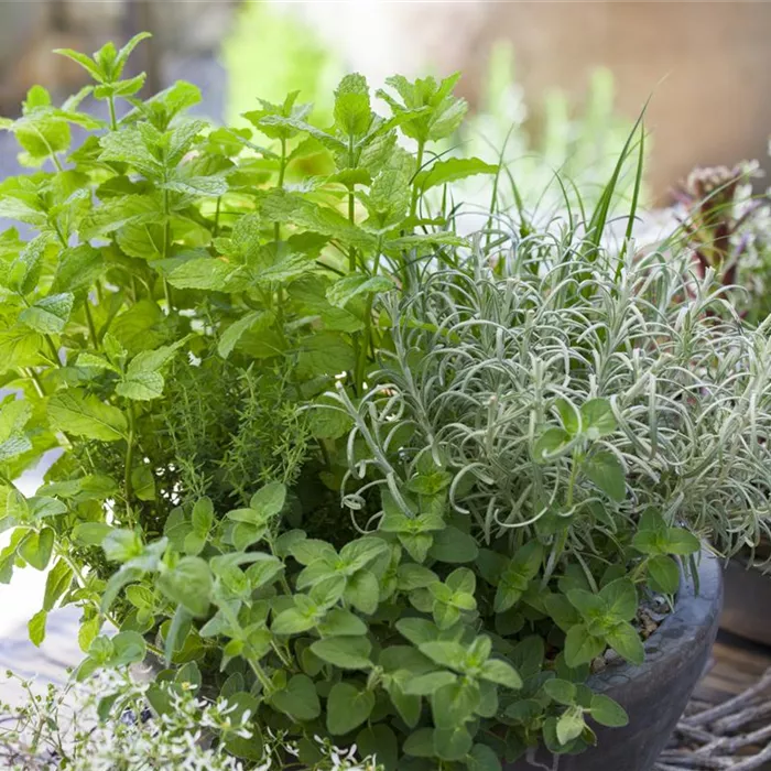 Mit frischen Kräutern in den Frühling starten Mit frischen Kräutern in den Frühling starten