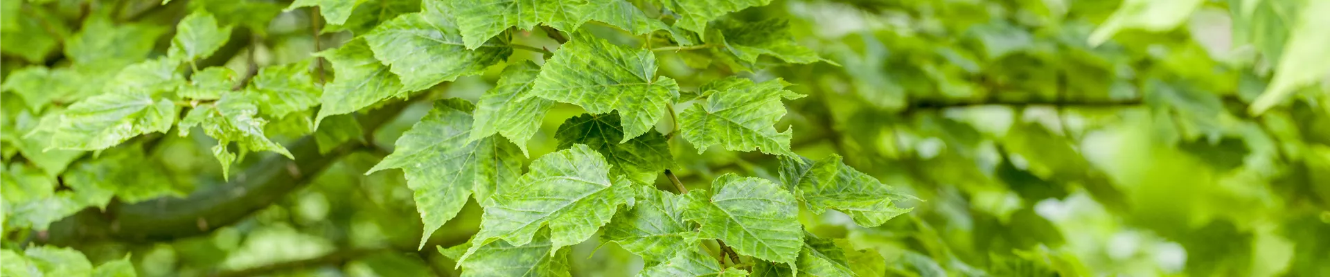 GS491415.jpg GS491415.jpg