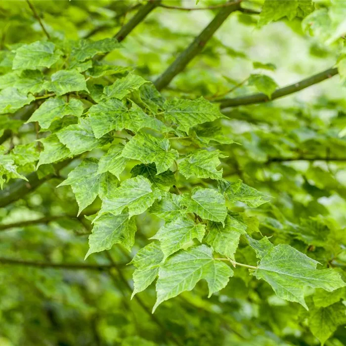 Wunderschöne Gehölze für große und kleine Hausgärten Wunderschöne Gehölze für große und kleine Hausgärten
