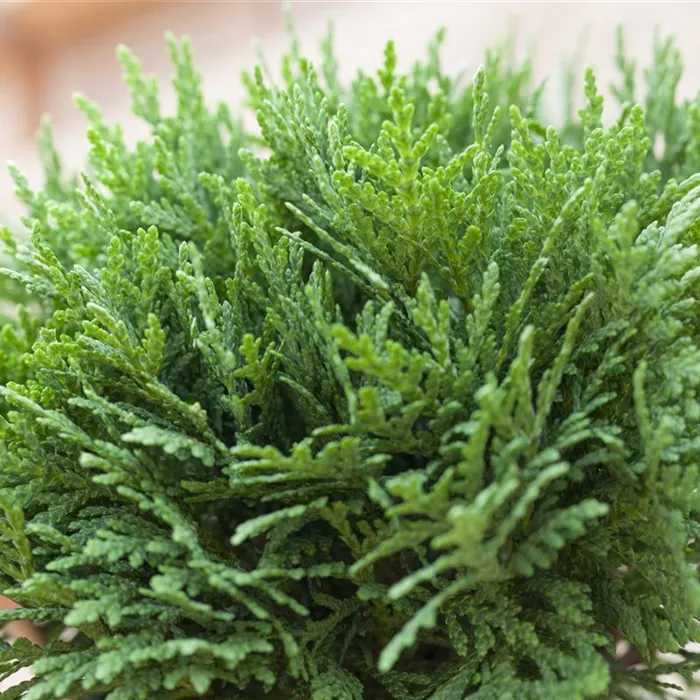 Zwerggehölze für Terrasse und Balkon  Zwerggehölze für Terrasse und Balkon