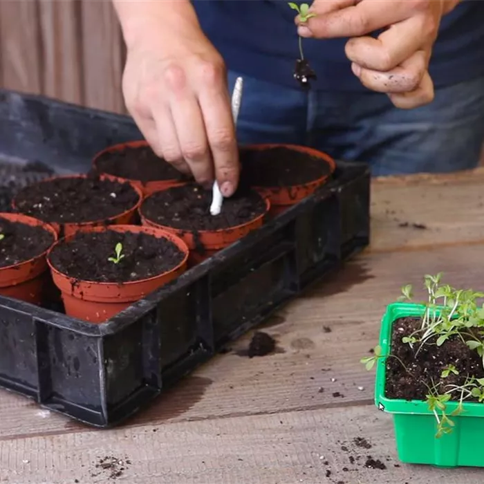 Zwergastern - Pikieren Zwergastern - Pikieren