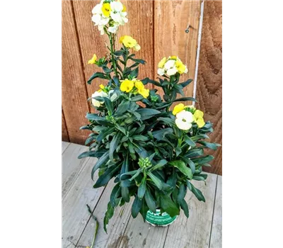 Erysimum Erysimum