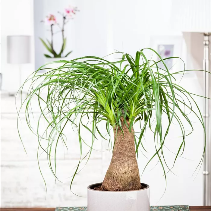 Elefantenfuß: der Dickhäuter unter den Zimmerpflanzen Elefantenfuß: der Dickhäuter unter den Zimmerpflanzen