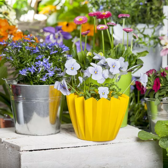 Frühling auf dem Balkon - Hornveilchen, Narzisse und Co. Frühling auf dem Balkon - Hornveilchen, Narzisse und Co.