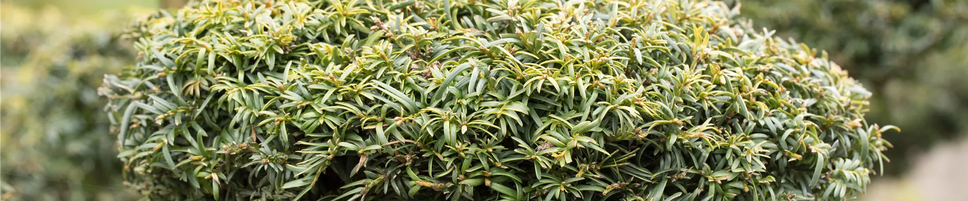 Pflanz- und Pflegeanleitungen für Haus & Garten