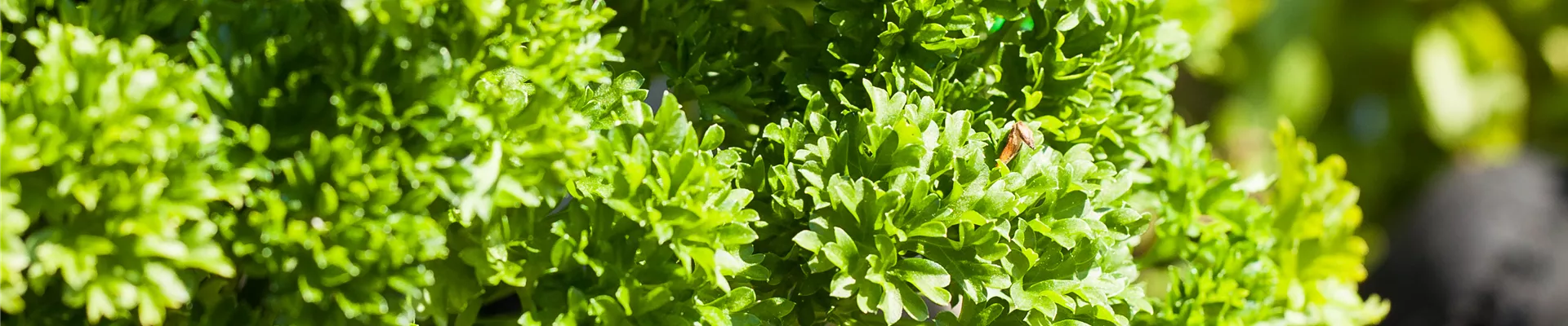 GS529631.jpg GS529631.jpg