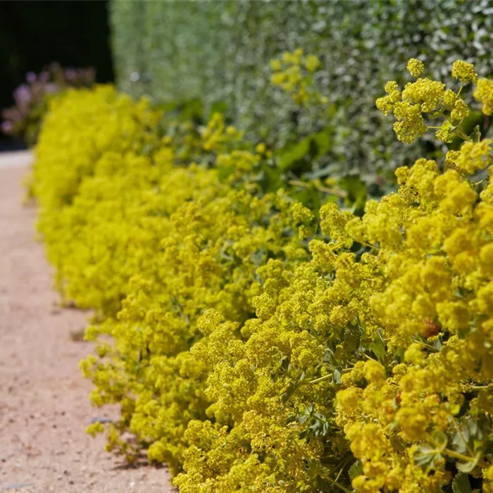 Blackbox-Gardening – die kreative Idee mit den großen Überraschungseffekten Blackbox-Gardening – die kreative Idee mit den großen Überraschungseffekten