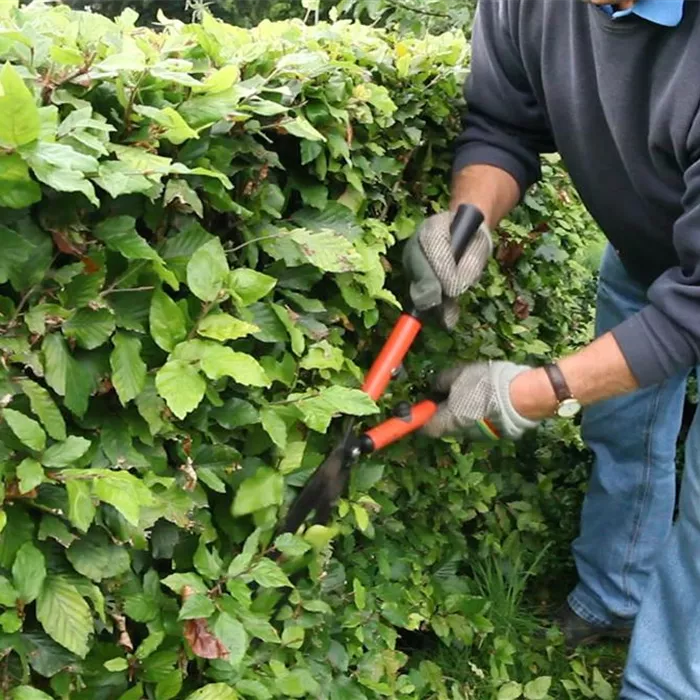 Zurückschneiden verjüngt Sträucher und Bäume Zurückschneiden verjüngt Sträucher und Bäume
